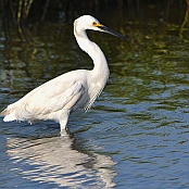 Snowy Egret, Bob R:d, Bolivar Pennisula, Texas